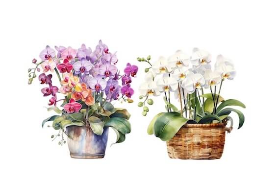 ENVIO DE ORQUÍDEAS A DOMICILIO